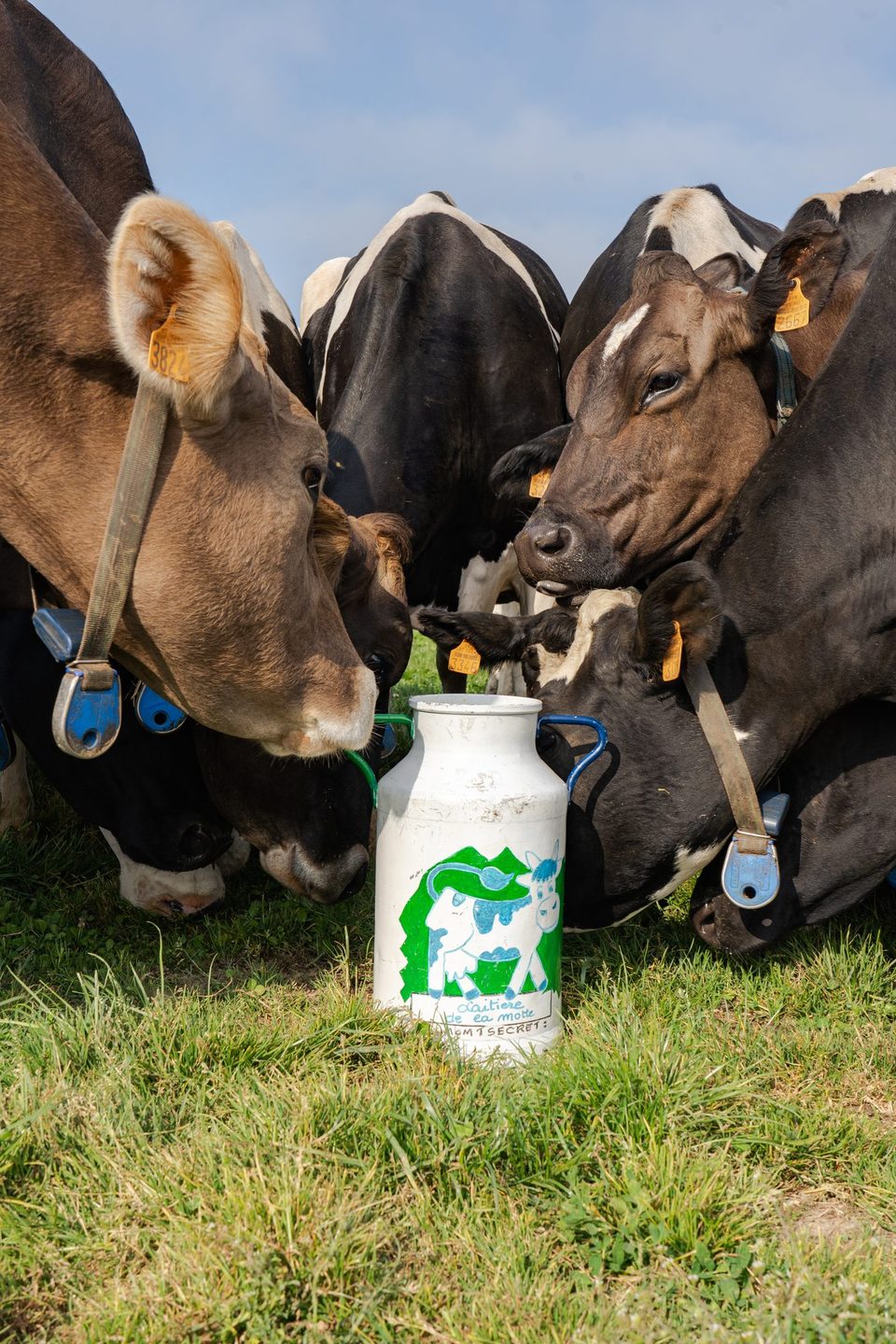 Les vaches de la Laitière de la Motte réunies autour du bidon de lait peint avec le logo historique